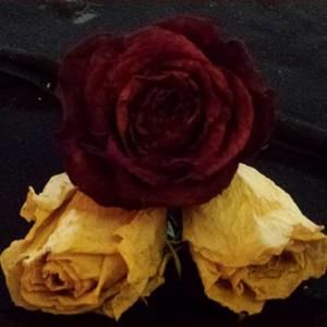 Meet your Posher, Trina